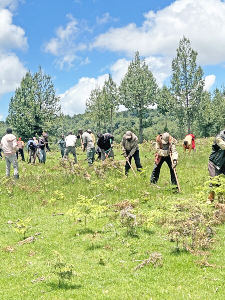 Advancing Ecosystem Restoration Beyond Tree Planting
