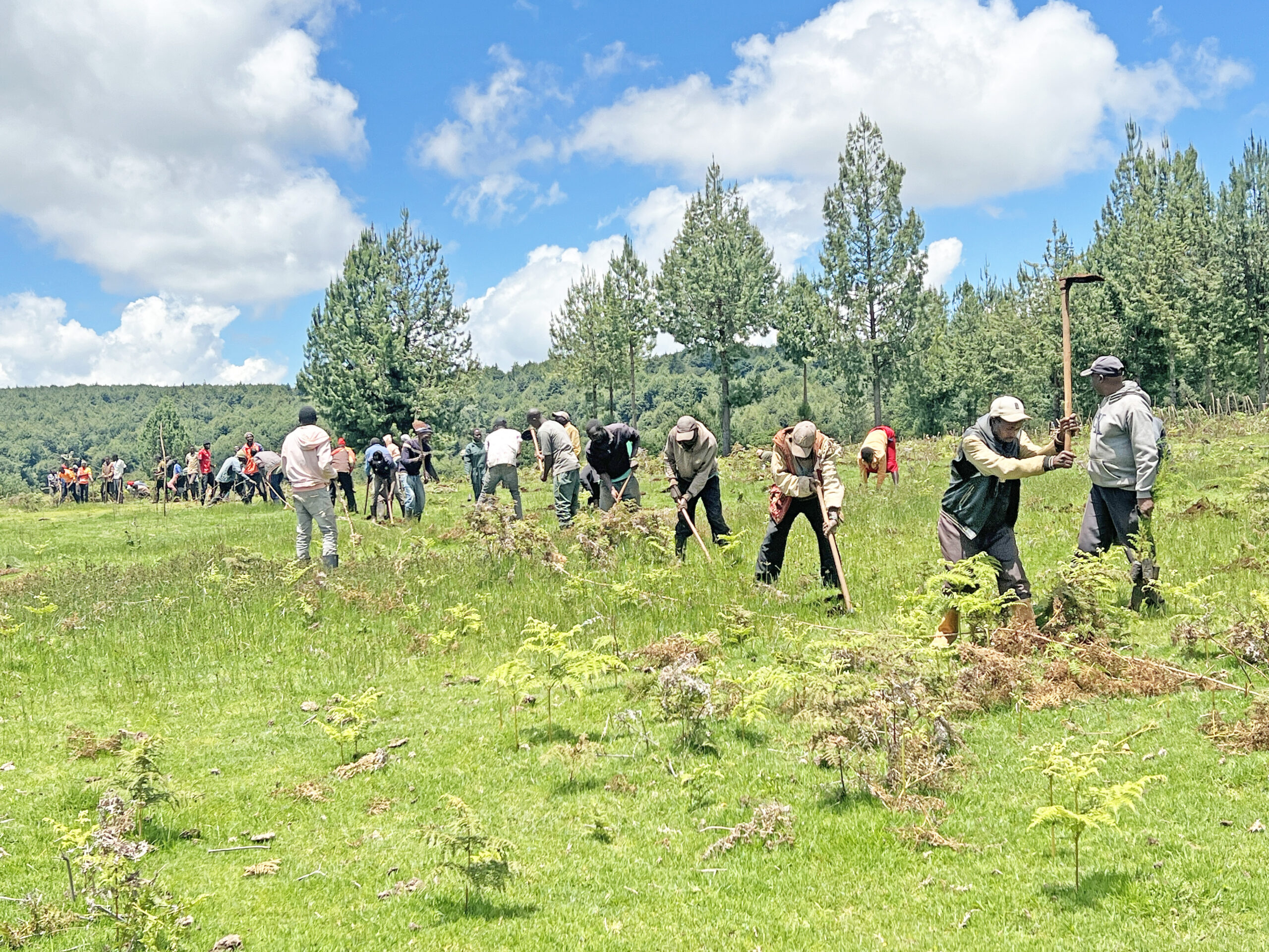 Advancing Ecosystem Restoration Beyond Tree Planting
